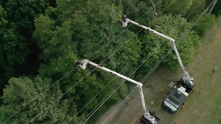 Best Tree Maintenance Programs  in Harwich Port, MA